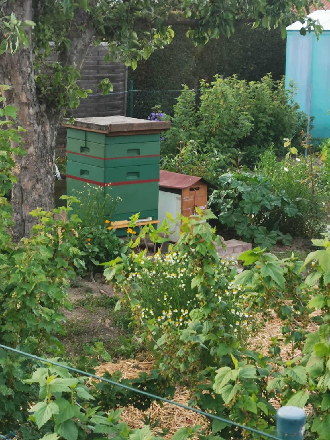51+ Bienen In Gartenanlage, Für den anfang braucht man eine